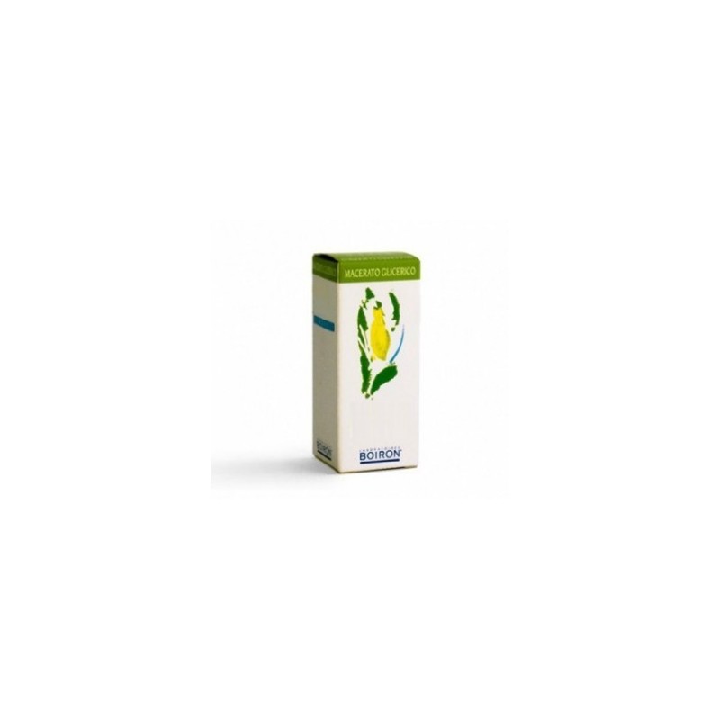 BETULA VERRUCO MG 60ML INT