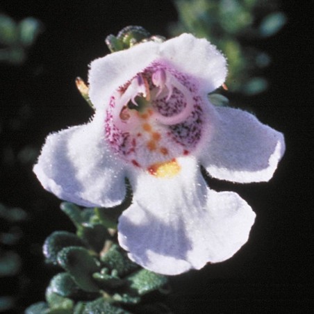 alpine mint bush fiori australiani