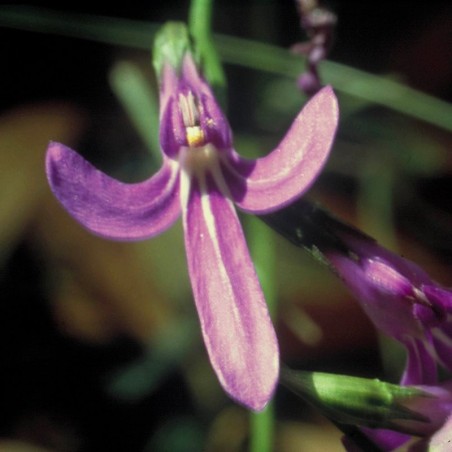 angelsword fiori australiani