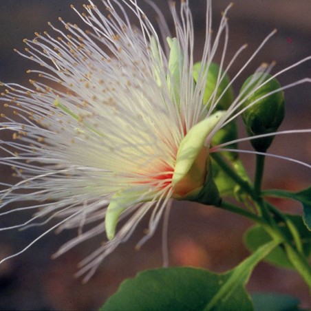 billy goat plum fiori australiani