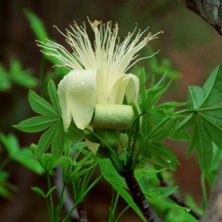 boab fiori australiani