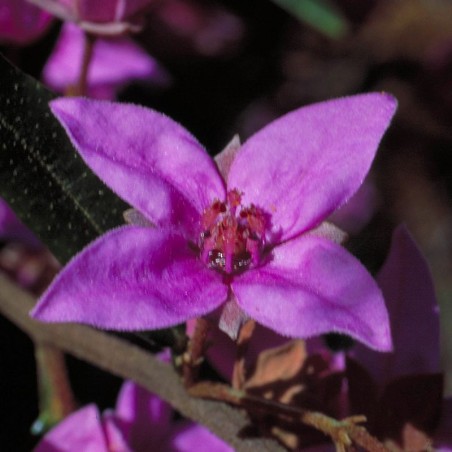 boronia fiori australiani