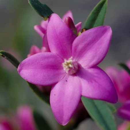 crowea fiori australiani