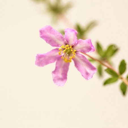 dog rose fiori australiani