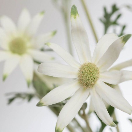 Flannel Flower fiori australiani