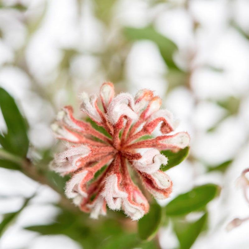 Grey Spider Flower fiori australiani