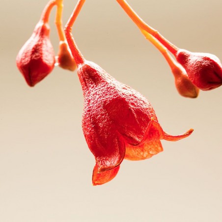 Illawarra Flame tree fiori australiani