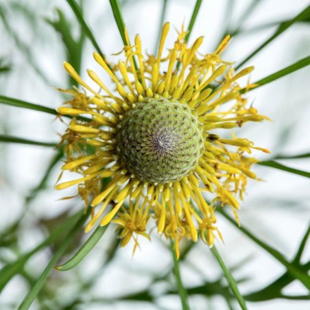 isopogon fiori australiani