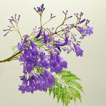 jacaranda fiori australiani