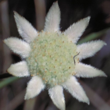 Little Flannel Flower fiori australiani