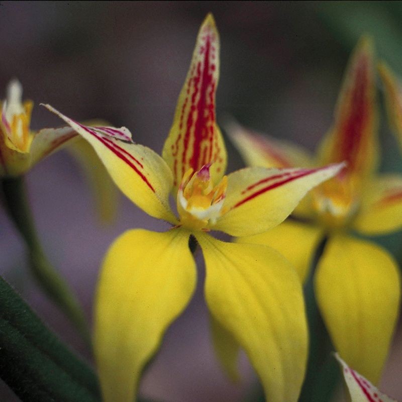 Yellow Cowslip Orchid fiori australiani