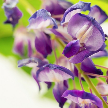 Wisteria fiori australiani