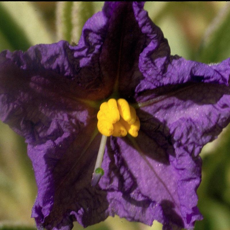 Wild Potato Bush fiori australiani