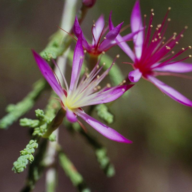 Turkey Bush fiori australiani