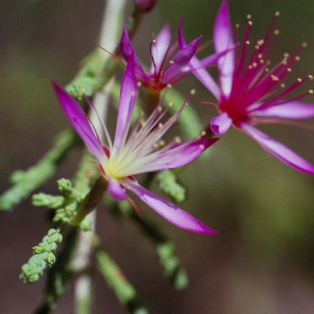 Turkey Bush fiori australiani