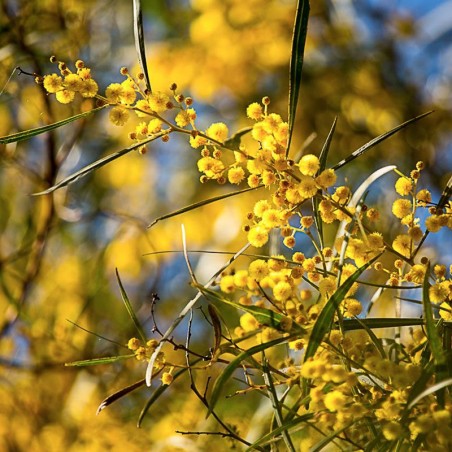 Sunshine Wattle fiori australiani