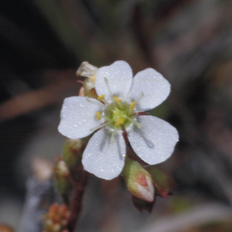 Sundew fiori australiani