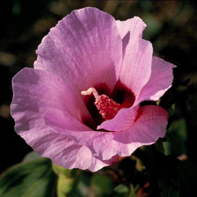 Sturt Desert Rose fiori australiani