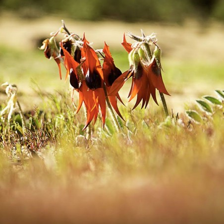 Sturt Desert pea fiori australiani