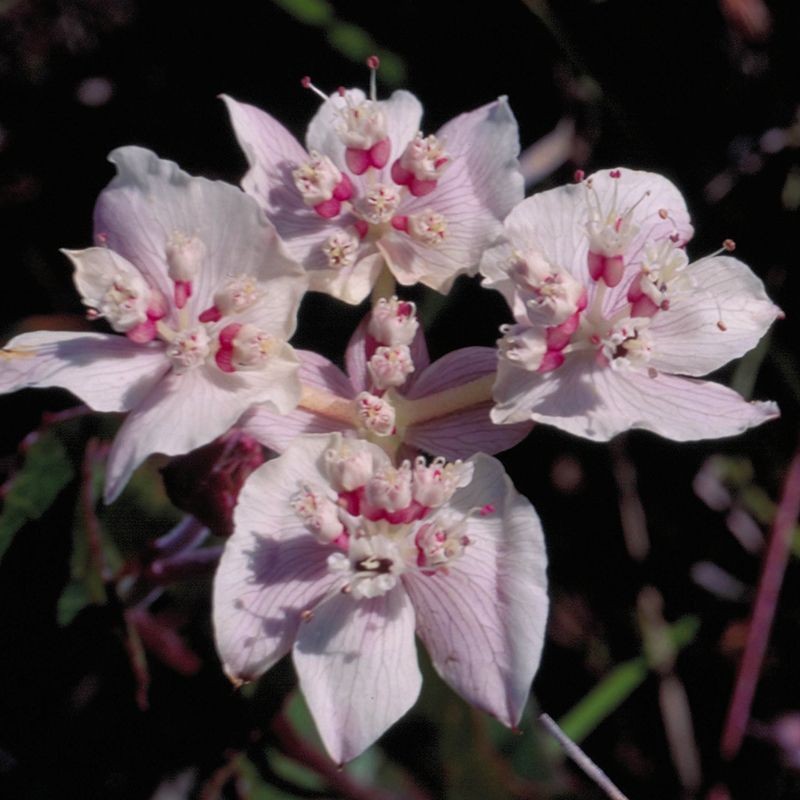 Southern Cross fiori australiani