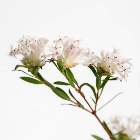 Slender Rice Flower fiori australiani