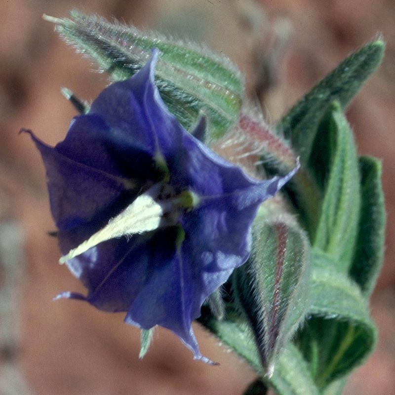 Rough Bluebell fiori australiani