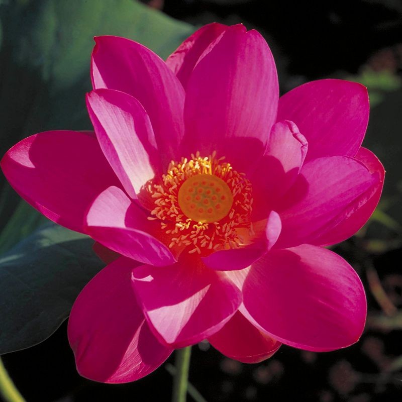 Red Lily fiori australiani