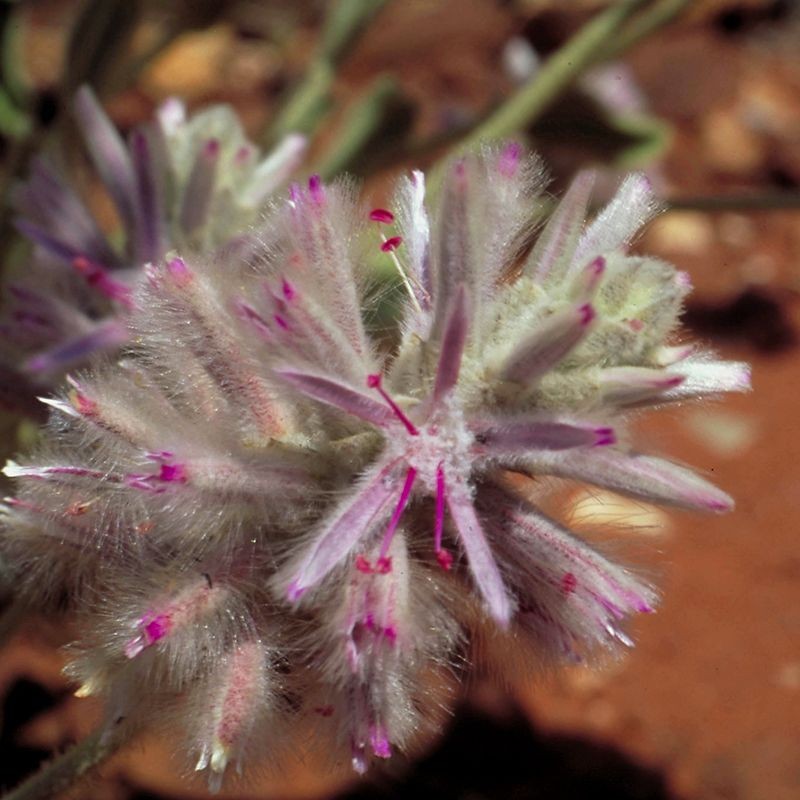 Pink Mulla Mulla fiori australiani