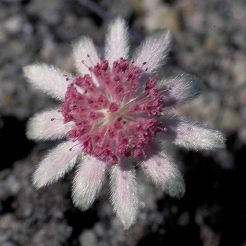 Pink Flannel Flower fiori australiani