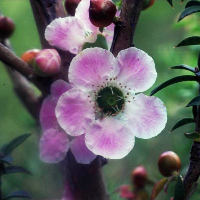 Peach Flowered Tea fiori australiani