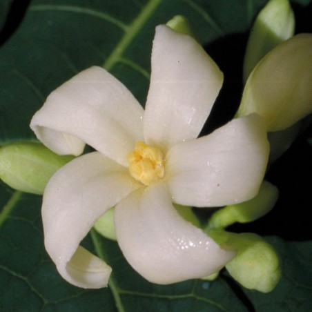 Paw Paw fiori australiani