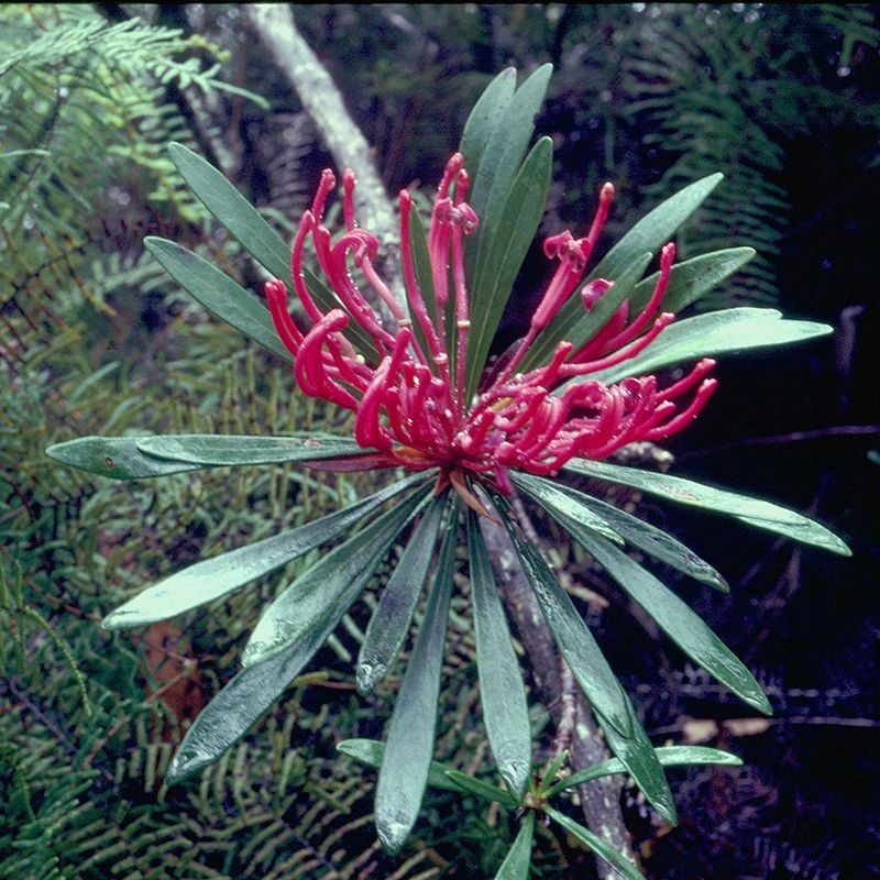 Monga Waratah fiori australiani