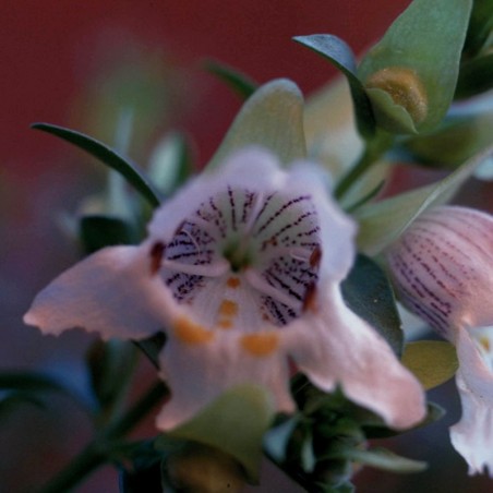 Mint Bush fiori australiani