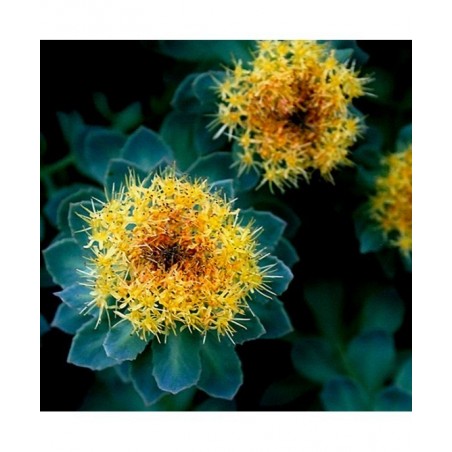 Adamah Eie Rhodiola Gocce 30 Ml