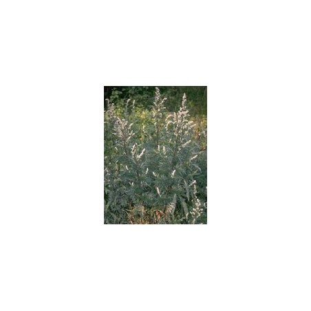 Herboplanet Tsa Artemisia Vulgaris 50 Ml