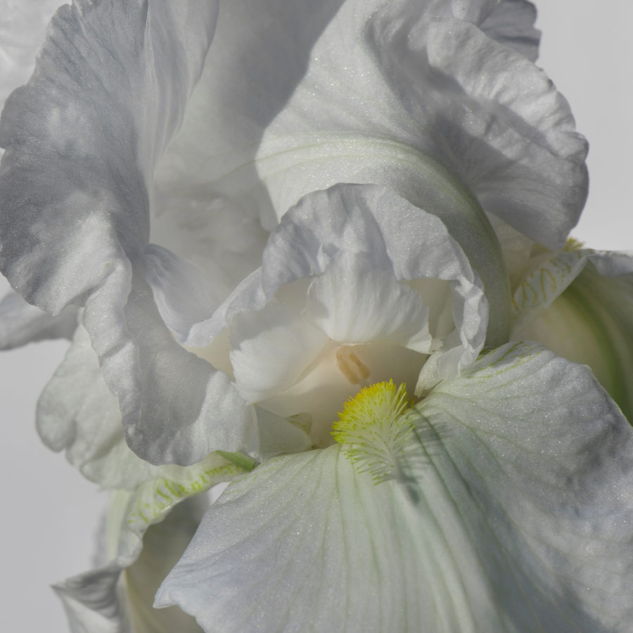 fiore iris bianco