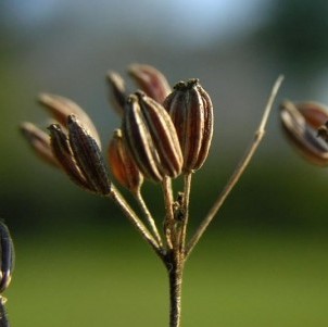 Pimpinella Anisum Frutti della Pianta