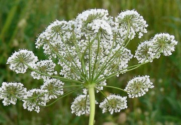 Pimpinella Anisum o Anice Verde: proprietà e utilizzi terapeutici