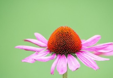 Proprietà e Utilizzi Terapeutici della Tintura madre di Echinacea