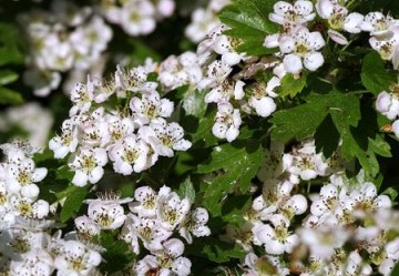 Tintura Madre di Biancospino: proprietà e utilizzi terapeutici